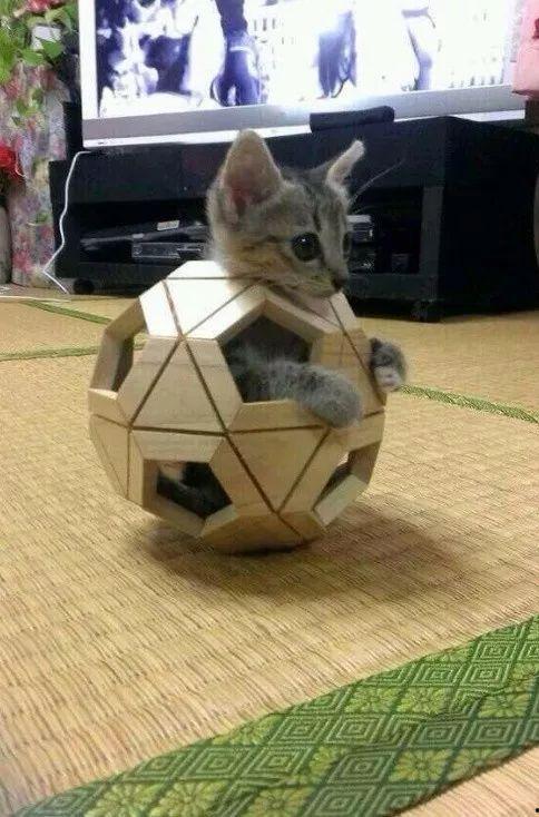 娱乐吃瓜酱猫叫喵喵喵,喵喵喵！娱乐吃瓜酱带你领略猫界趣味瞬间